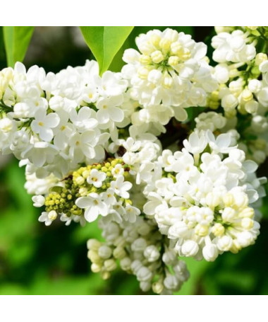 Kanadischer Flieder (Syringa) 'Agnes Smith' Topf,  4l