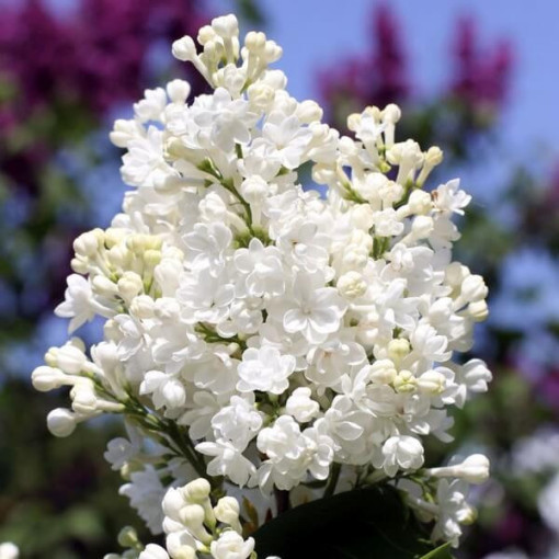 Kanadischer Flieder (Syringa) 'Agnes Smith' Topf,  4l