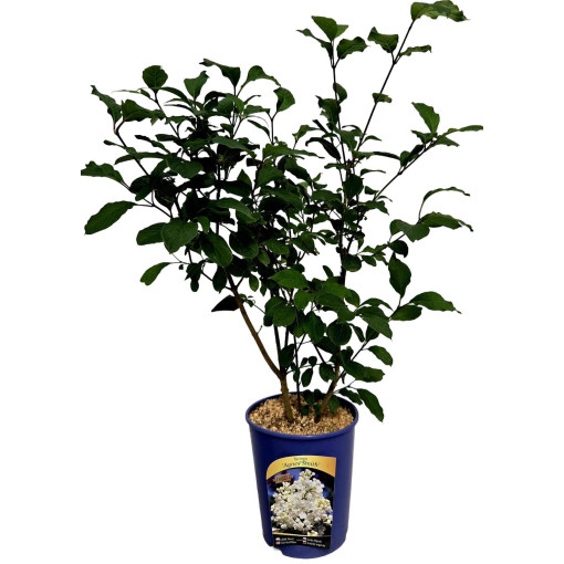 Kanadischer Flieder (Syringa) 'Agnes Smith' Topf,  4l
