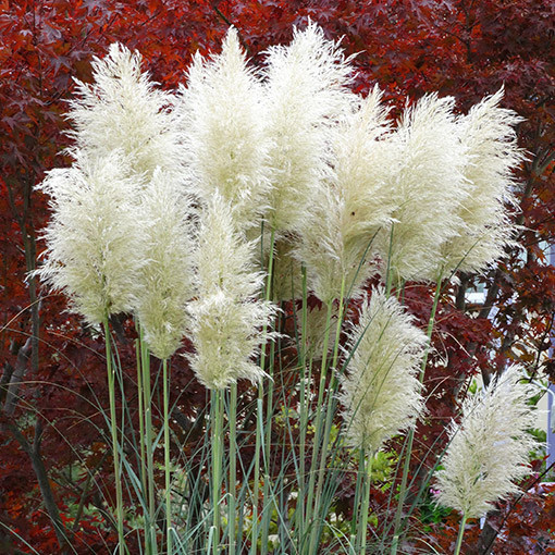 Pampasgras ‘White Plume'  4l