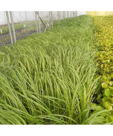 Pampasgras ‘White Plume'  4l