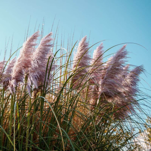 Pampasgras Pink Feather  4l