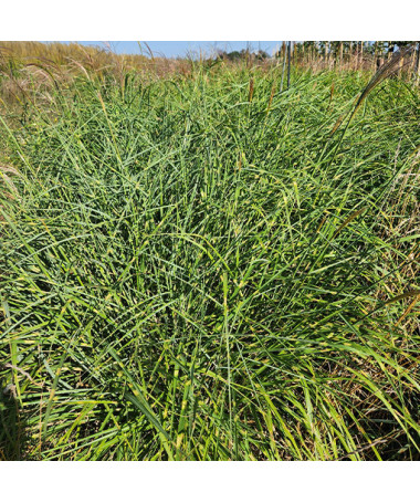 Chinaschilf 'Little Zebra'  4l