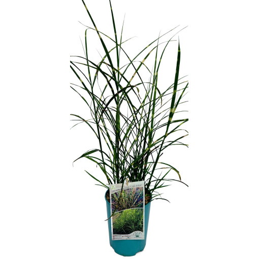 Chinaschilf 'Little Zebra'  4l