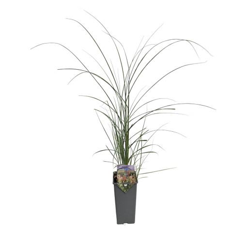 Chinaschilf 'Red Chief' 2L