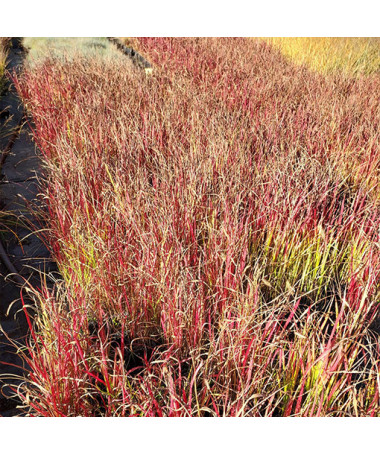 Japanisches Blutgras 'Red Baron'  4l