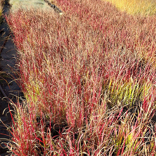 Japanisches Blutgras 'Red Baron'  4l