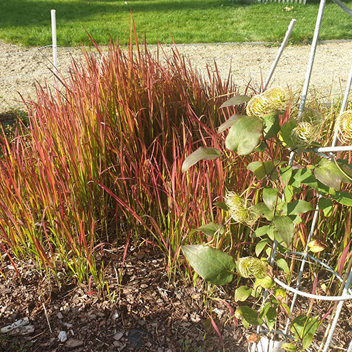 Japanisches Blutgras 'Red Baron'  4l