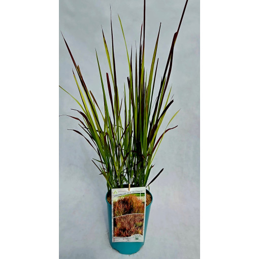 Japanisches Blutgras 'Red Baron'  4l