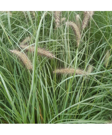 Japanisches Lampenputzergras LADY U,  4l