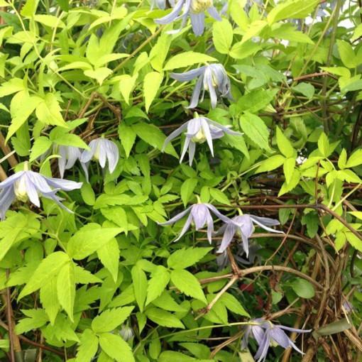 Clematis Stolwijk Gold 4L Topf