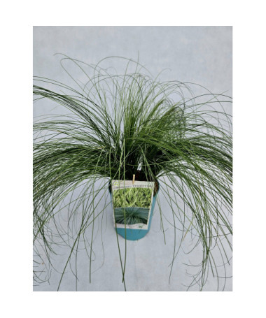 Haar-Segge 'Frosted Curls'  4l