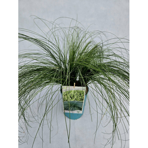 Haar-Segge 'Frosted Curls'  4l