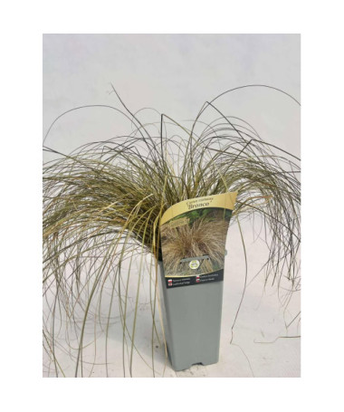 Haar-Segge 'Bronco' 2L