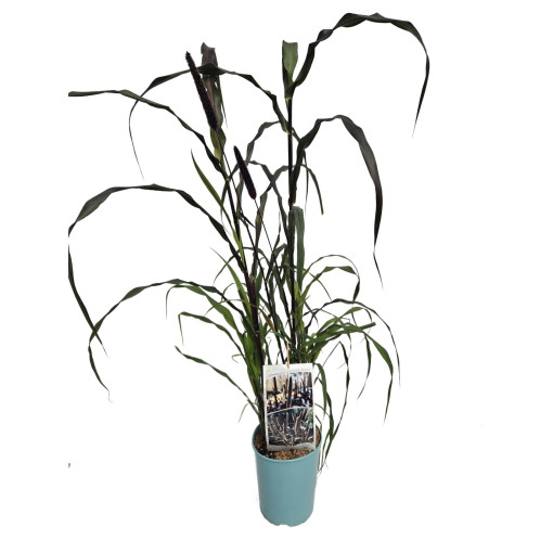 Perlhirse ‘Purple Baron'  4l