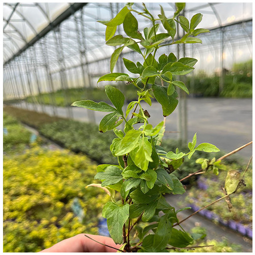 Waldrebe 'Mary Rose'  4l