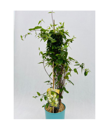 Schneckenblume (spitz zulaufend) IMMERGRÜN 2 4l