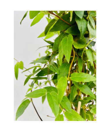 Schneckenblume (spitz zulaufend) IMMERGRÜN 2 4l