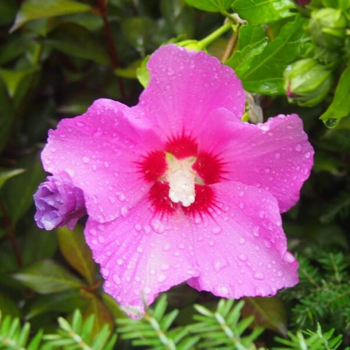 Syrische Hibiskus (Hibiskus) 'Pink Giant '2L