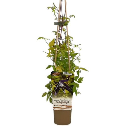 Clematis Stolwijk Gold 4L Topf