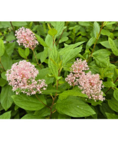 Säckelblume 'Marie Simon' P2L