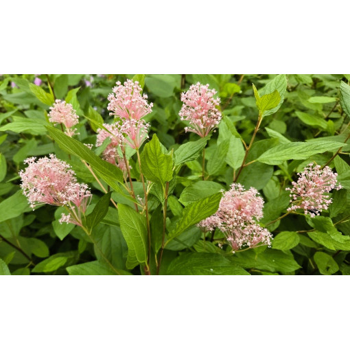 Säckelblume 'Marie Simon' P2L