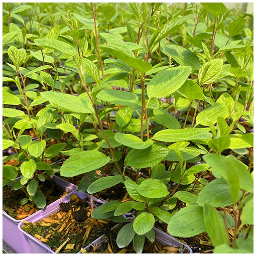 Säckelblume 'Marie Simon' P2L