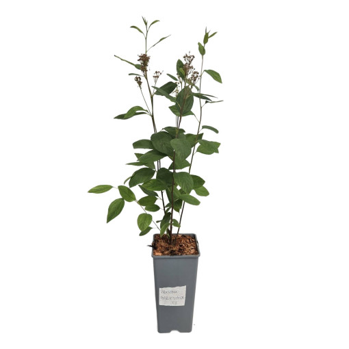 Säckelblume 'Marie Simon' P2L