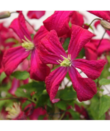 Clematis viticella 'Rubra' 4L Topf