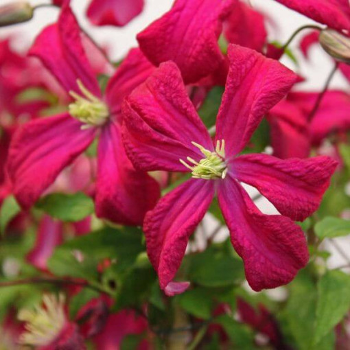 Clematis viticella 'Rubra' 4L Topf
