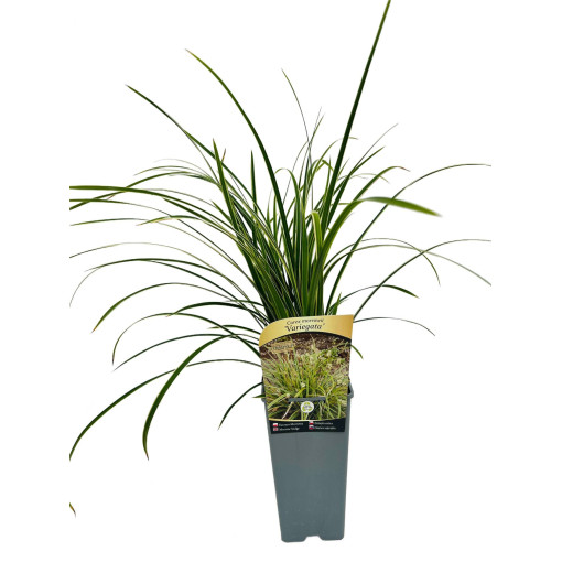 Morrow-Segge ‘Variegata' 2L