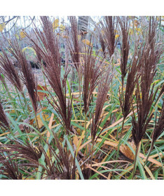 Chinaschilf 'New Hybrid' 2L