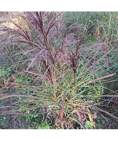 Chinaschilf 'New Hybrid' 2L