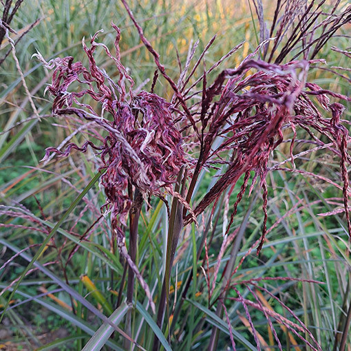 Chinaschilf 'New Hybrid' 2L