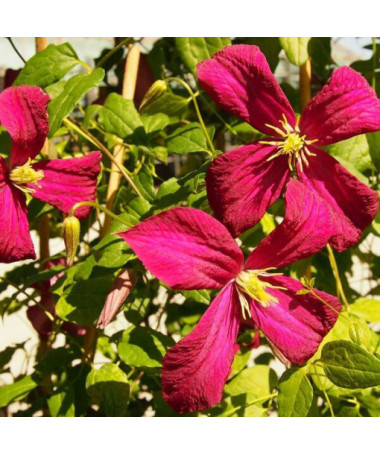 Clematis viticella 'Rubra' 4L Topf
