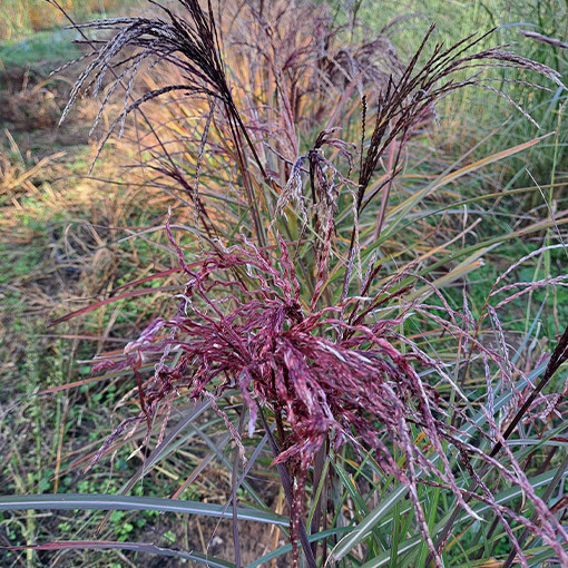 Chinaschilf 'New Hybrid' 2L