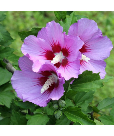 Syrischer Hibiskus (Hibiscus) 'Maike' einzeln,  4l