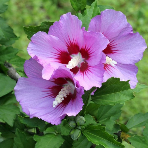 Syrischer Hibiskus (Hibiscus) 'Maike' einzeln,  4l