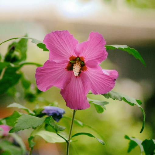 Syrischer Hibiskus (Hibiscus) 'Maike' einzeln,  4l