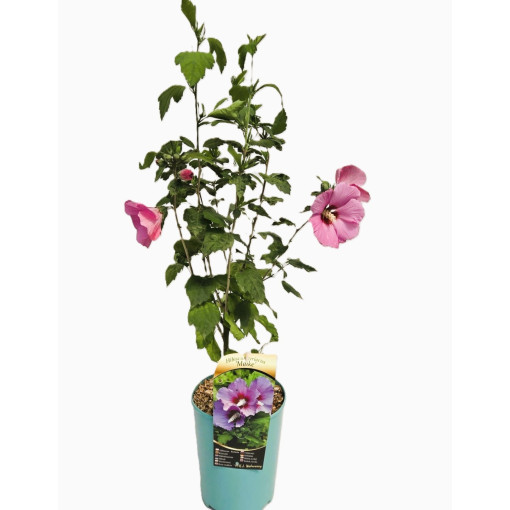 Syrischer Hibiskus (Hibiscus) 'Maike' einzeln,  4l