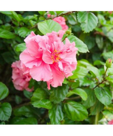 Syrische Hibiskus (Hibiscus) 'Sanchonyo' Topf,  4l