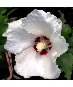 Syrische Hibiskus (Hibiskus) 'Red Heart' Topf,  4l