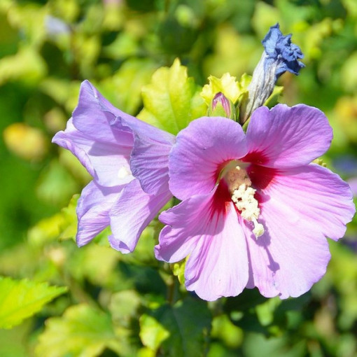 Syrische Hibiskus (Hibiscus) 'Woodbridge' Topf,  4l