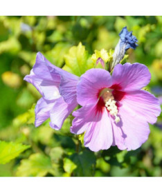Syrische Hibiskus (Hibiscus) 'Woodbridge' Topf,  4l