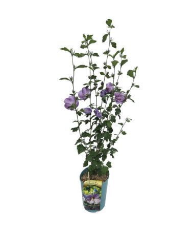 Syrische Hibiskus (Hibiscus) 'Woodbridge' Topf,  4l