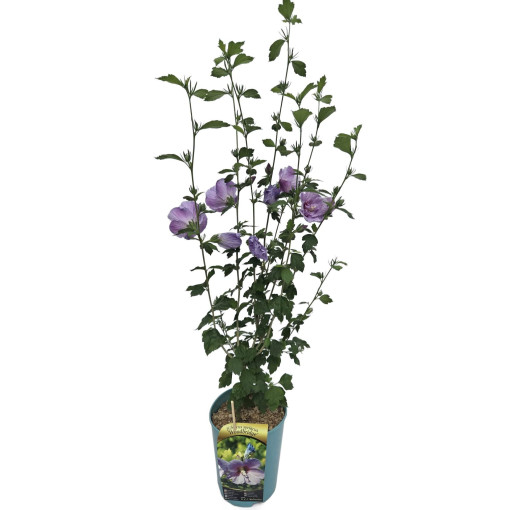 Syrische Hibiskus (Hibiscus) 'Woodbridge' Topf,  4l