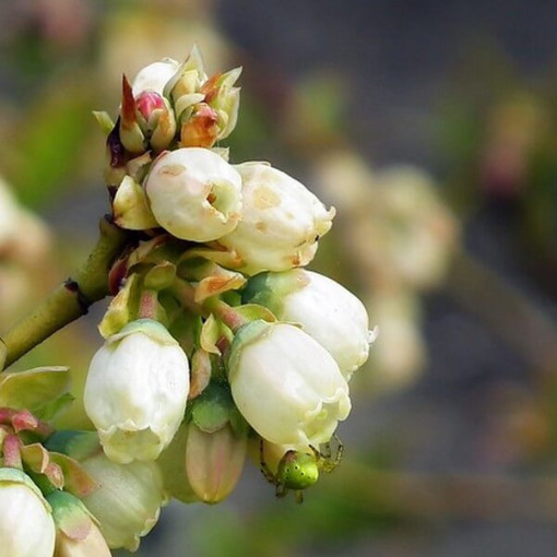 Amerikanische Heidelbeere 'Darrow' 2L