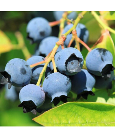 Amerikanische Heidelbeere 'Bluejay'2L