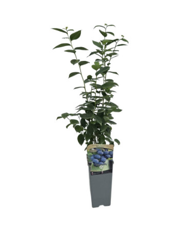 Amerikanische Heidelbeere 'Bluejay'2L