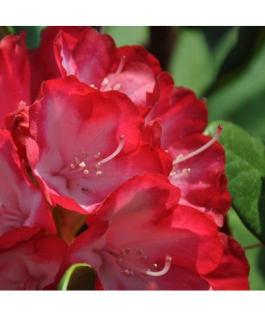 Rhododendron (Azalee) Prinz Karneval 2L